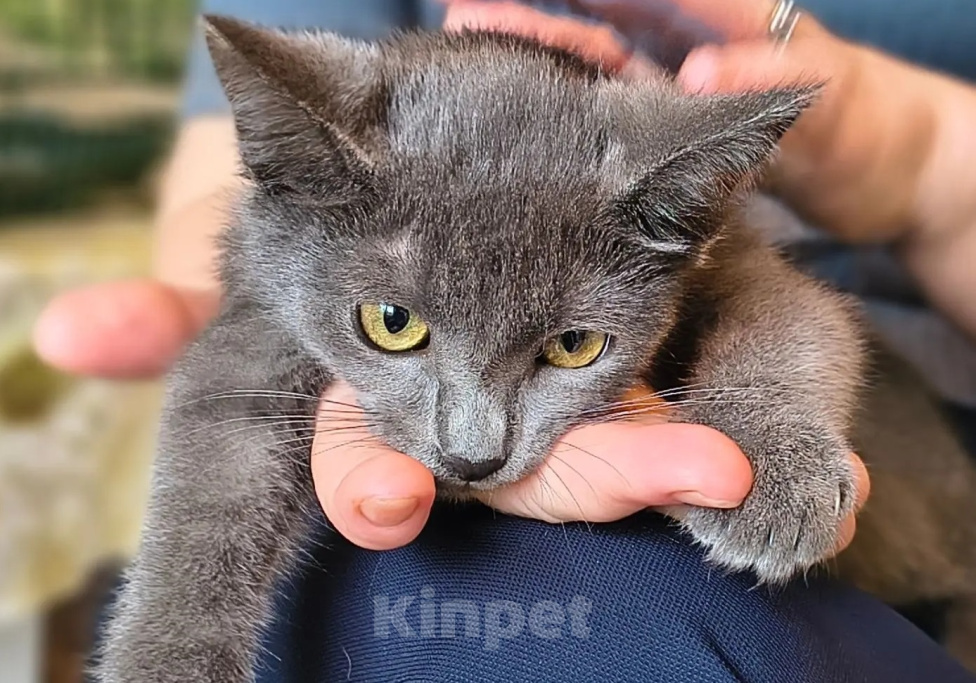 Кошки в Москве: Голубой котенок в дар Девочка, Бесплатно - фото 3