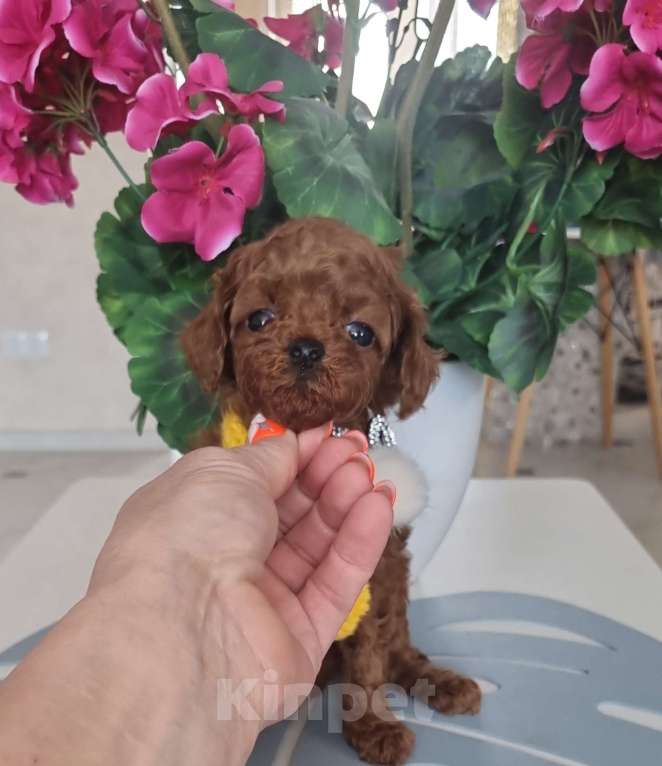 Собаки в Новосибирске: Той Пудель теди тикап Мальчик, 120 000 руб. - фото 4