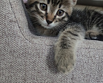 Кошки в Клине: Котёнок ищет любящую семью🥹 Мальчик, Бесплатно - фото 2