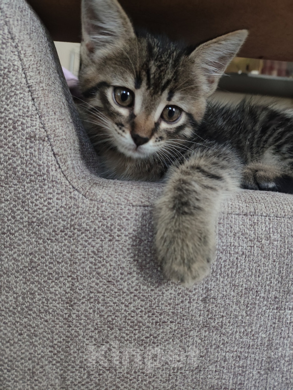 Кошки в Клине: Котёнок ищет любящую семью🥹 Мальчик, Бесплатно - фото 2