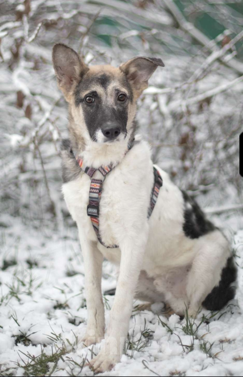 Собаки в Москве: Френд, кудрявый малыш Мальчик, Бесплатно - фото 1