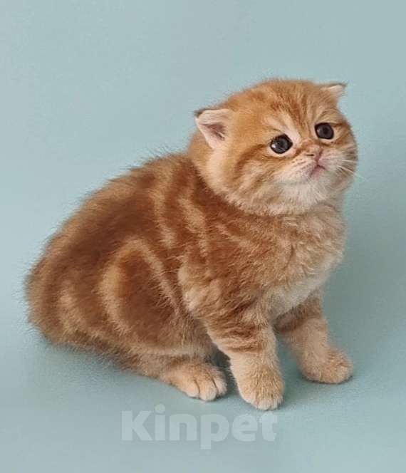 Кошки в Волгограде: Шотландский вислоухий мальчик by22 в любимцы Мальчик, 55 000 руб. - фото 1