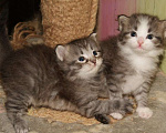 Кошки в Калининграде: Серебристые пупсы Мальчик, 30 000 руб. - фото 1