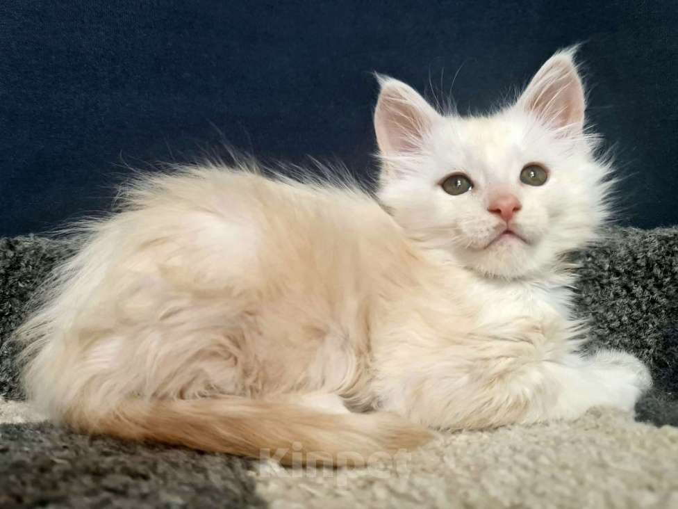 Кошки в других городах Ярославской области: Мейн кун мальчик Мальчик, Бесплатно - фото 4