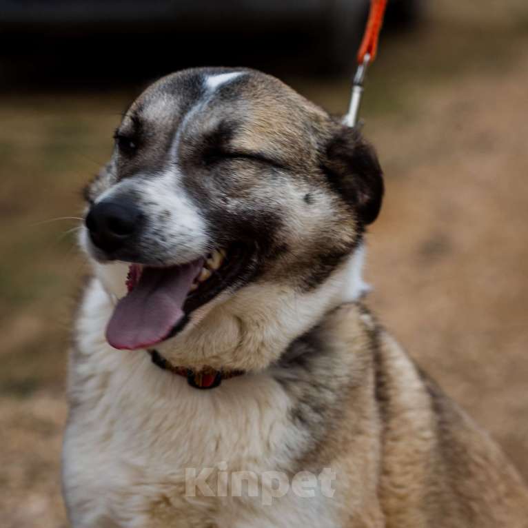 Собаки в Москве: Дейзи Девочка, Бесплатно - фото 4