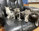 Кошки в Щелково: Русские голубые котята отдам даром  Мальчик, Бесплатно - фото 9