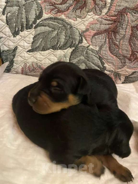 Собаки в Александрове: Бронь щенков Девочка, Бесплатно - фото 2