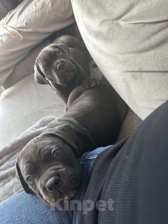 Собаки в других городах Московской области: Щенки кане-корсо Девочка, 45 000 руб. - фото 4