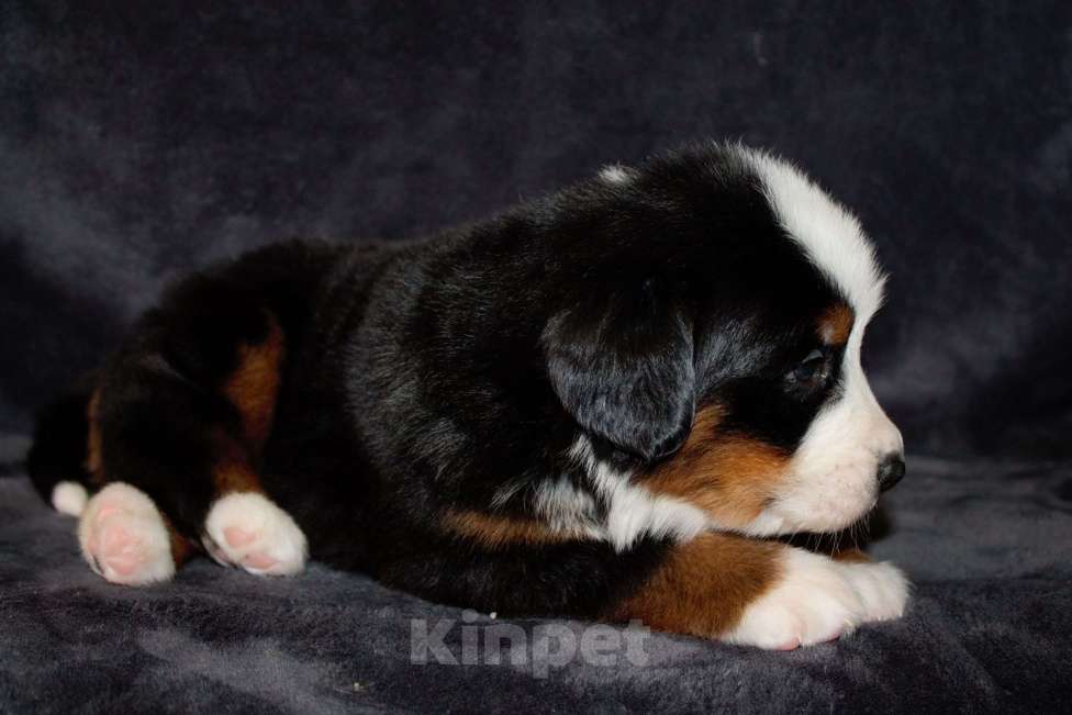 Собаки в других городах Московской области: Бернский зенненхунд Девочка, 120 000 руб. - фото 4