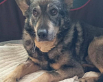 Собаки в Королеве: 🆘 ПРОПАЛА СОБАКА 🆘 г. Королёв, ул. Фрунзе Мальчик, 1 руб. - фото 4