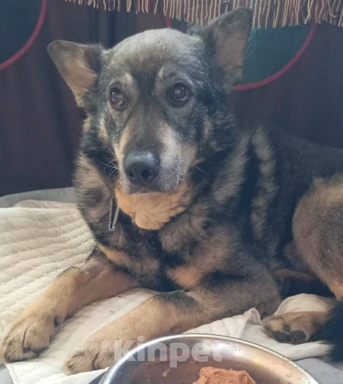 Собаки в Королеве: 🆘 ПРОПАЛА СОБАКА 🆘 г. Королёв, ул. Фрунзе Мальчик, 1 руб. - фото 4
