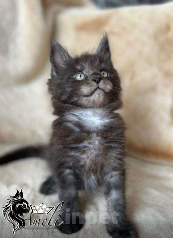 Кошки в Новосибирске: Котята мейн кун Мальчик, 50 000 руб. - фото 2