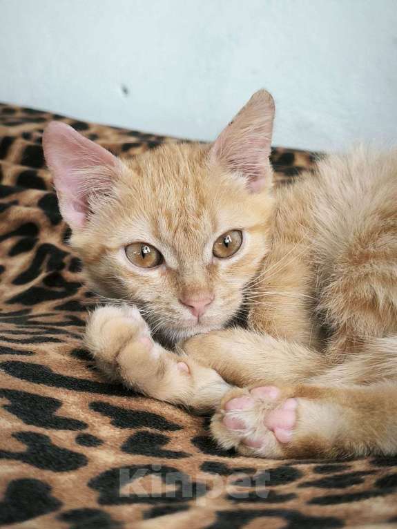 Кошки в Красногорске: Уютный малышок Антошка 4 месяца ищет дом Мальчик, Бесплатно - фото 2