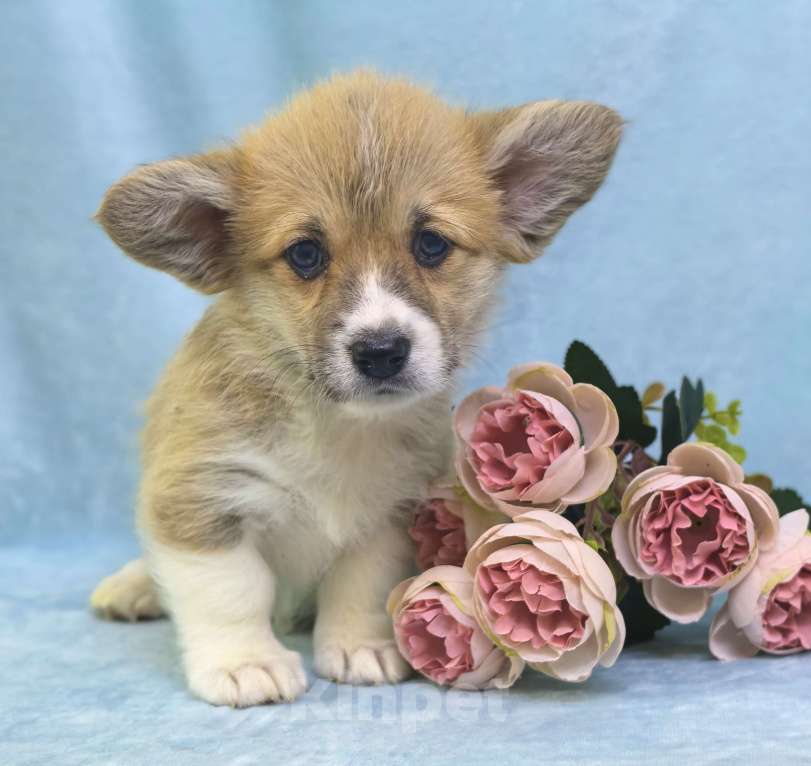 Собаки в Москве: Вельш корги пемброк девочка Девочка, 60 000 руб. - фото 9