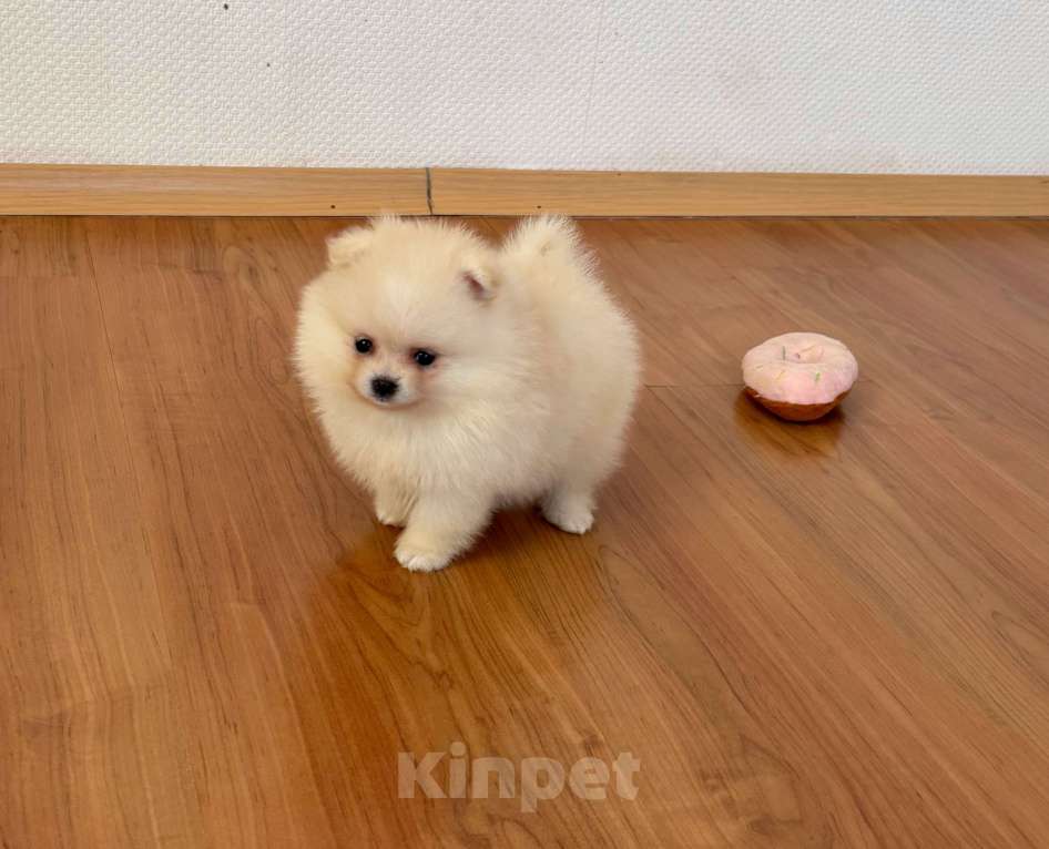 Собаки в Санкт-Петербурге: Мини девочка померанского шпица , Лея Девочка, 55 000 руб. - фото 2