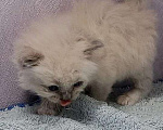 Кошки в Перми: Сибирский котенок Мальчик, Бесплатно - фото 4