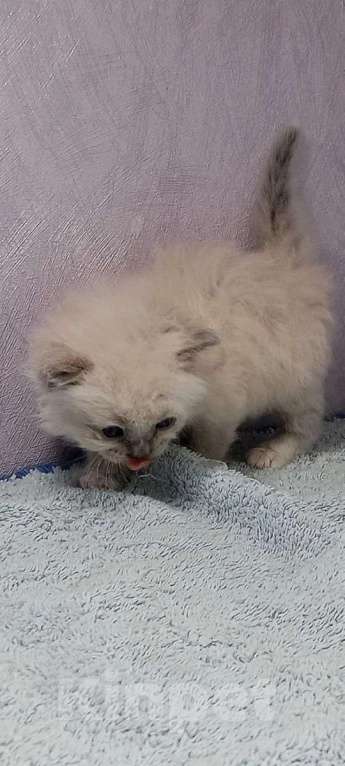 Кошки в Перми: Сибирский котенок Мальчик, Бесплатно - фото 4