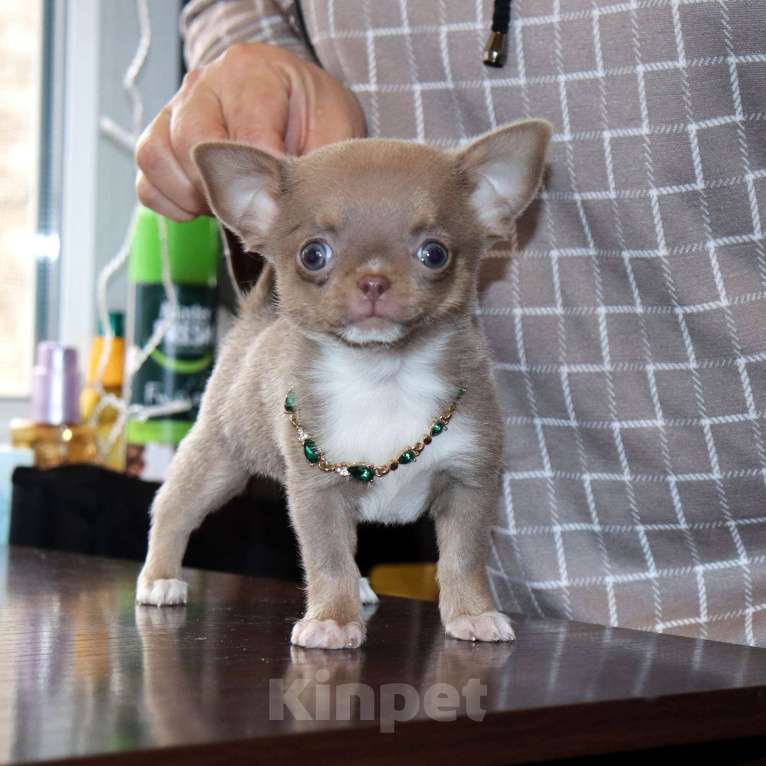 Собаки в Москве: 💜Лиловая кукольная чихуахуа Девочка, 100 000 руб. - фото 6