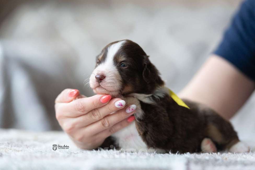 Собаки в Москве: Миниатюрная американская овчарка (мини-аусси) Мальчик, 150 000 руб. - фото 1