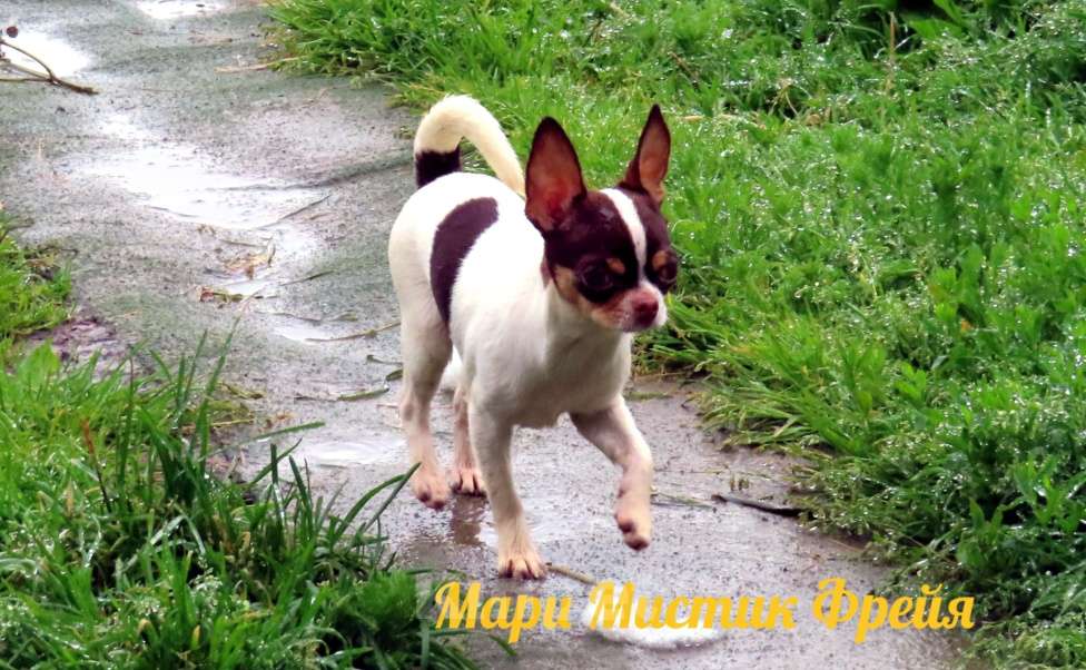 Собаки в Санкт-Петербурге: Очень ласковая чихуахуа мини Фрейя Девочка, 70 000 руб. - фото 3