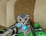 Кошки в Уфе: Кот для вязки, 800 руб. - фото 5