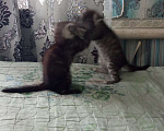 Кошки в Новосибирске: Отдадим котят в добрые руки Девочка, Бесплатно - фото 8