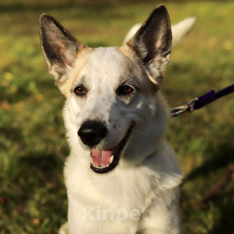 Собаки в Москве: Берта ищет дом Девочка, Бесплатно - фото 7