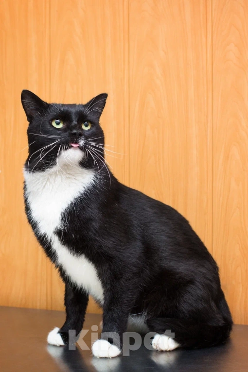 Кошки в Москве: Солидный крупный ласковый кот Шерлок Мальчик, Бесплатно - фото 2