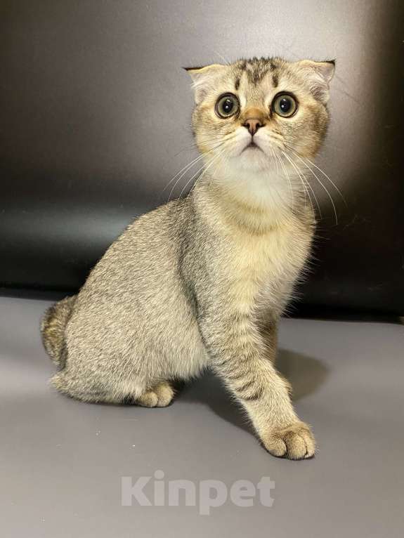 Кошки в Москве: Шотландцы Мальчик, 20 000 руб. - фото 4