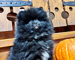 Собаки в Раменском: Померанский шпиц мальчик.  Мальчик, 50 000 руб. - фото 4