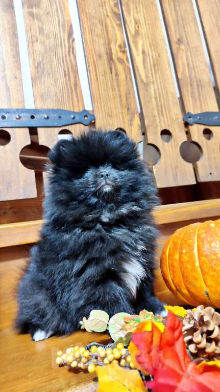 Собаки в Раменском: Померанский шпиц мальчик.  Мальчик, 50 000 руб. - фото 4