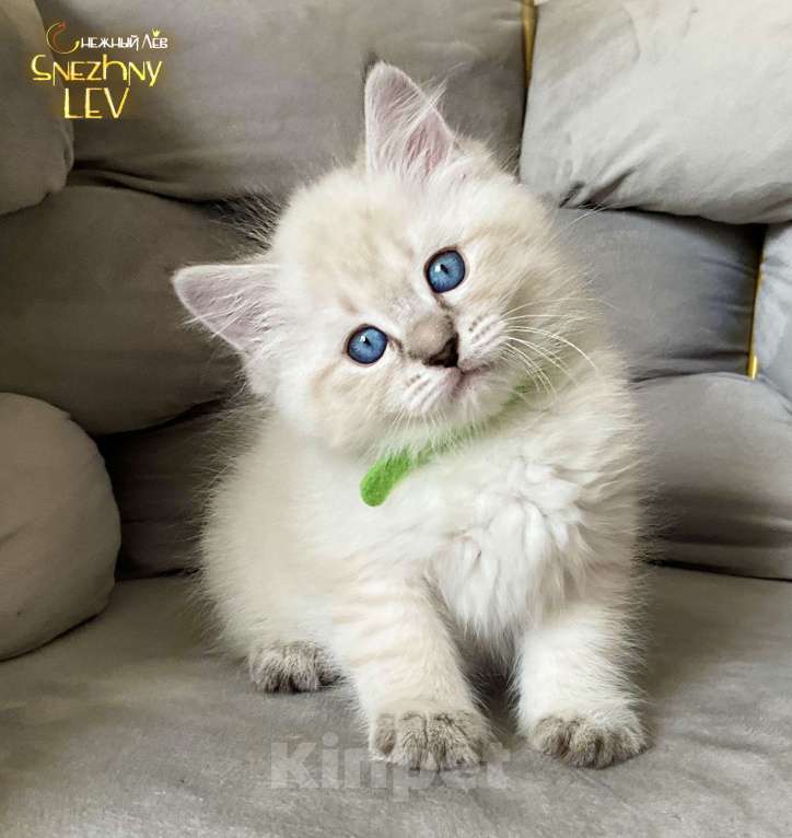 Кошки в Санкт-Петербурге: Породистый котенок Мальчик, 60 000 руб. - фото 1