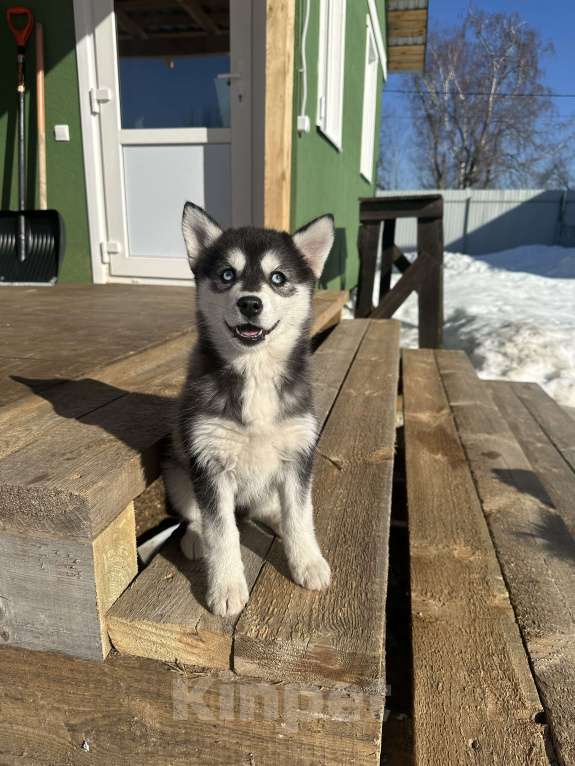 Собаки в других городах Архангельской области: Помски Девочка, 50 000 руб. - фото 2