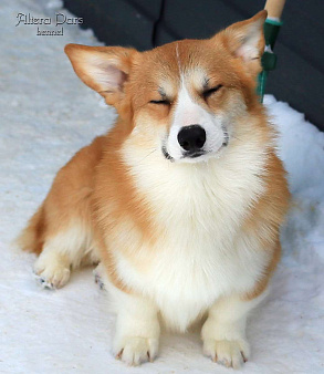 Вельш корги пемброк 