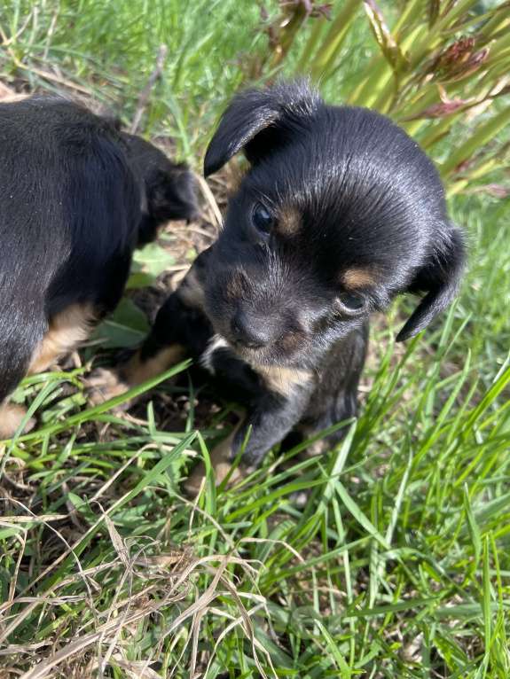 Собаки в Уфе: Щенок той- терьера Девочка, 9 000 руб. - фото 2