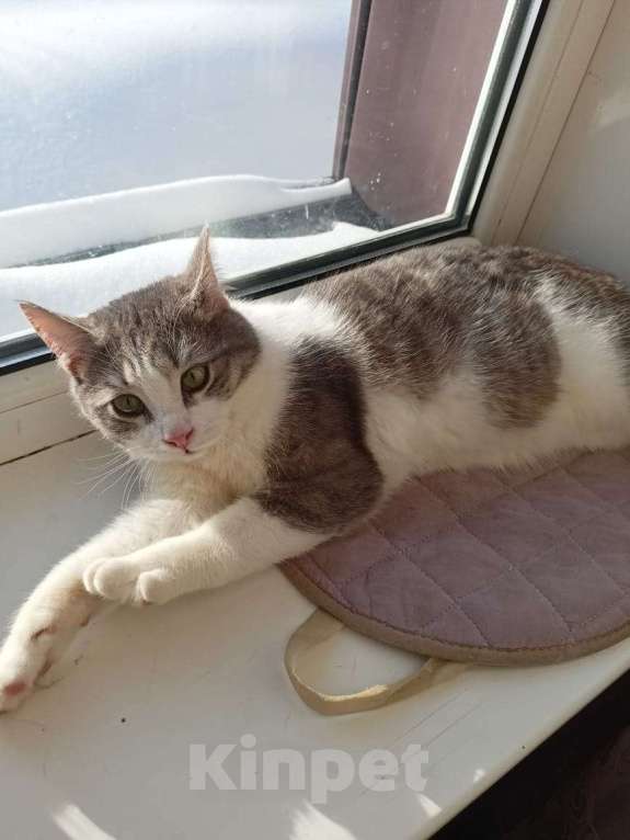 Кошки в Калуге: Отдам в хорошие руки Мальчик, Бесплатно - фото 6