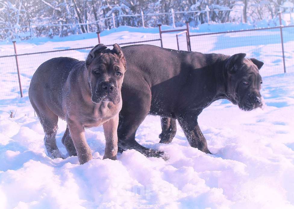 Собаки в Москве: Девочка форментино Девочка, 70 000 руб. - фото 2