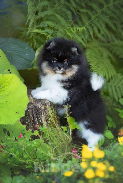 Собаки в Пушкино: Щенок триколор Мальчик, 110 000 руб. - фото 6