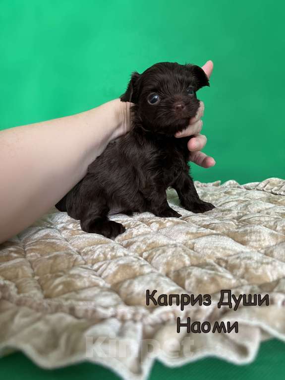 Собаки в Сосновом Бору: Девочка темный шоколад Наоми Девочка, 180 000 руб. - фото 3