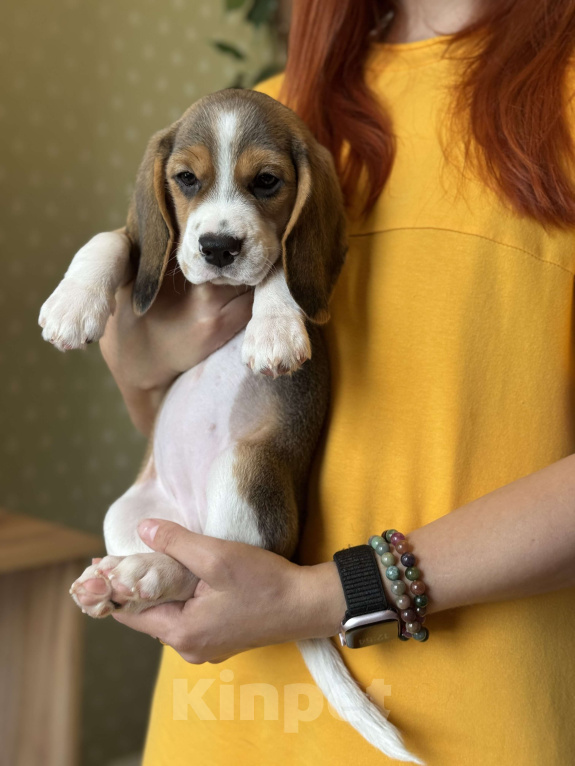 Собаки в Москве: Щенок бигля девочка Девочка, 45 000 руб. - фото 2