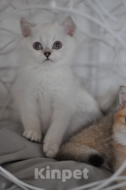 Кошки в Бахчисарае: Шотландский котенок Мальчик, 55 000 руб. - фото 3