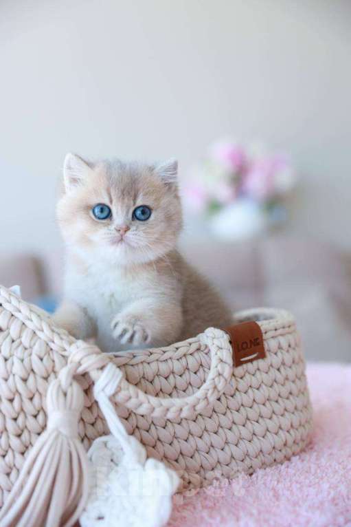 Кошки в Москве: Британская девочка Джоли Девочка, 170 000 руб. - фото 10