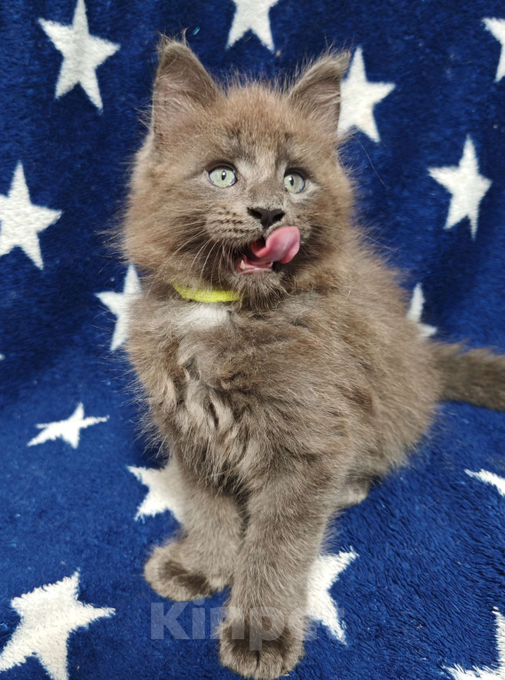 Кошки в Москве: Красавец в голубой шубке Мальчик, 30 000 руб. - фото 3
