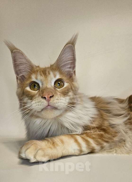 Кошки в Санкт-Петербурге: Котик красное серебро  Мальчик, 35 000 руб. - фото 2