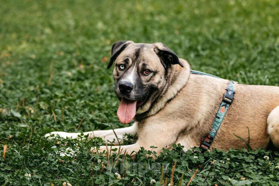 Собаки в Москве: Жизнерадостный Джек в поисках дома Мальчик, Бесплатно - фото 4