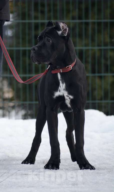 Собаки в Воронеже: Кане корсо, щенок Девочка, 70 000 руб. - фото 2
