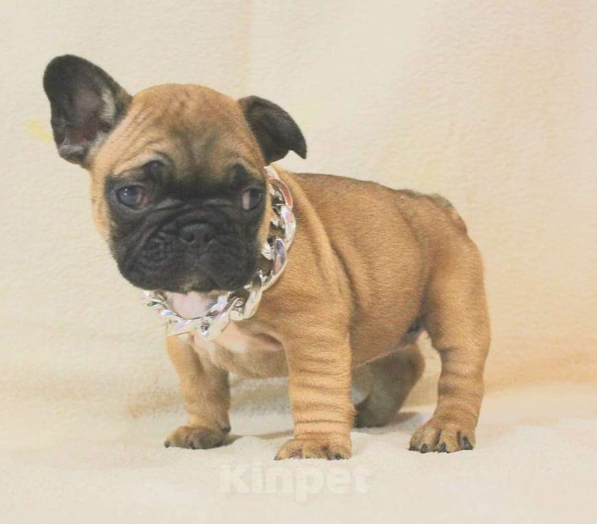 Собаки в Москве: Щенки французики Девочка, 130 000 руб. - фото 2