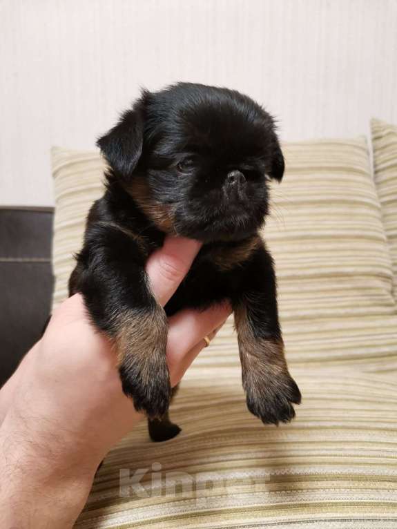 Собаки в Санкт-Петербурге: Очаровательный мальчишка  Мальчик, 60 000 руб. - фото 3