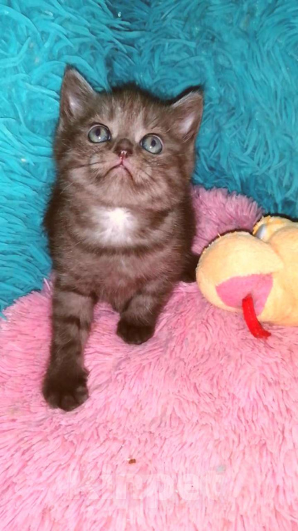 Кошки в Москве: Шотландские котята страйт  Мальчик, 8 000 руб. - фото 2