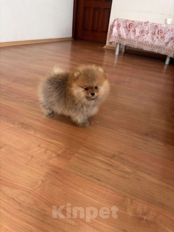 Собаки в Санкт-Петербурге: Мини мальчик померанского шпица , Марти Мальчик, 60 000 руб. - фото 6